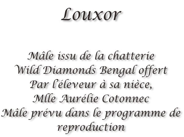 Louxor  Mâle issu de la chatterie  Wild Diamonds Bengal offert Par l’éleveur à sa nièce,  Mlle Aurélie Cotonnec Mâle prévu dans le programme de reproduction